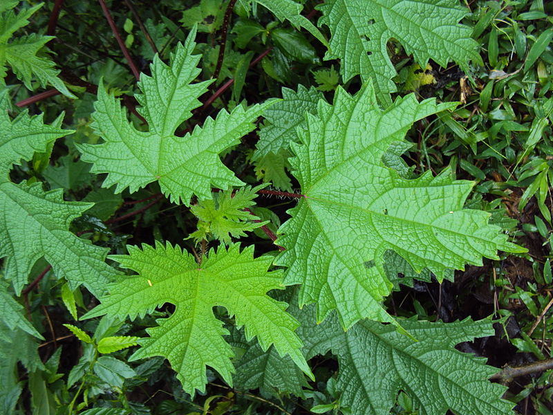 Nettle_allo_nepal